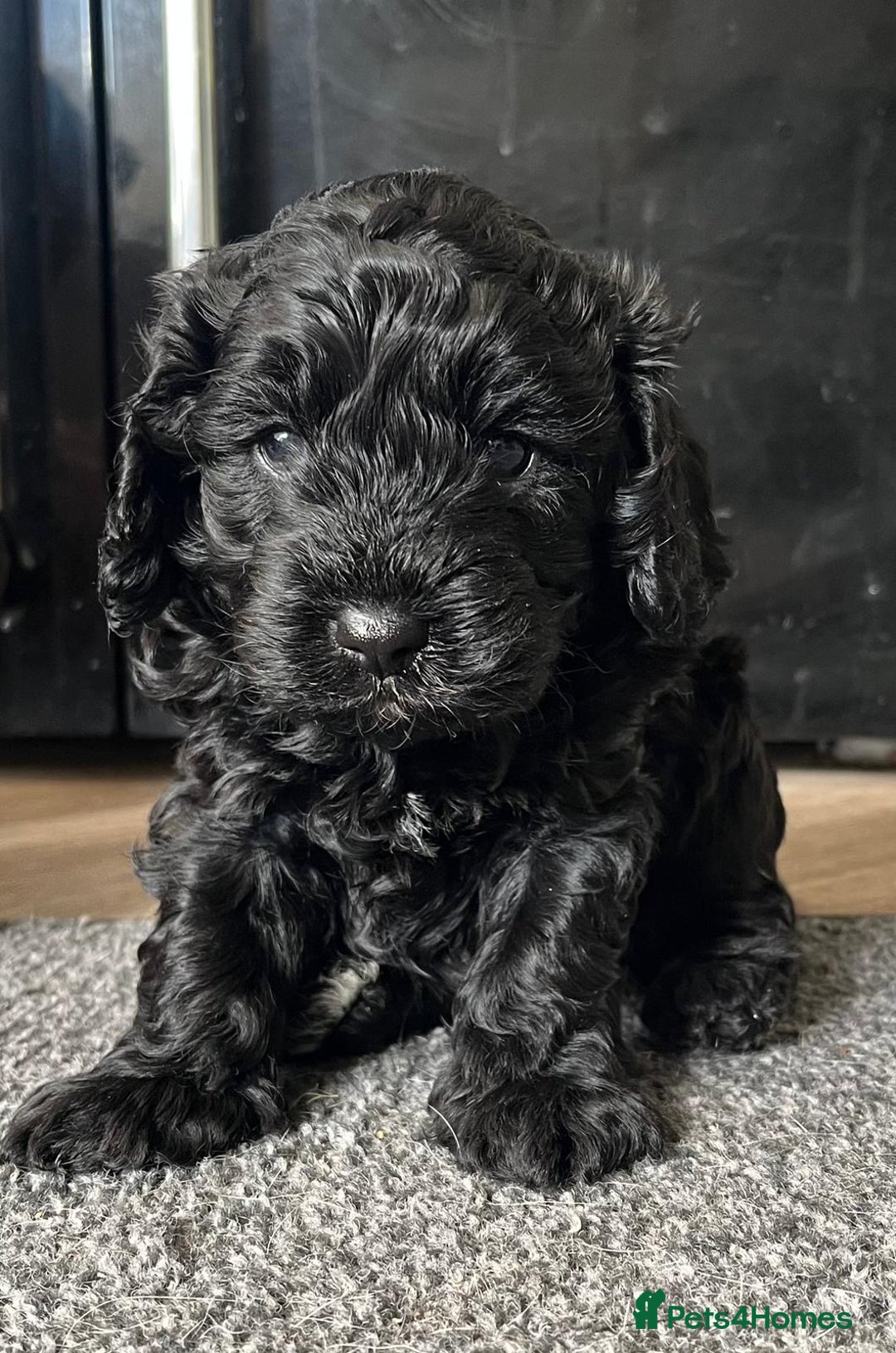 Cavapoo dogs for sale: Gorgeous F1 cavapoo pups (1 remaining) - Image 4