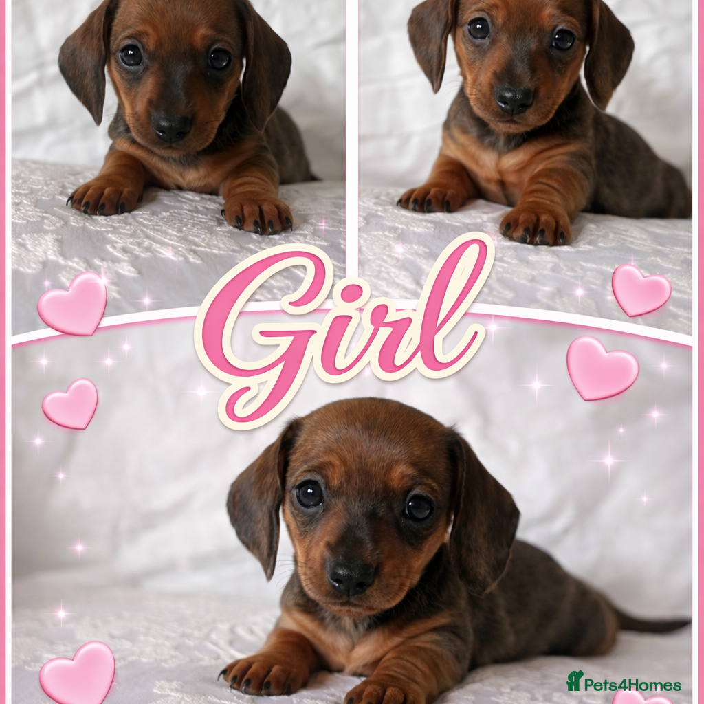 Miniature Dachshund dogs KC champion bloodline PRA clear minature dachshund - Advert 2