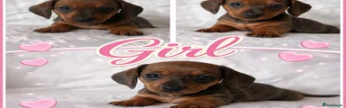 Miniature Dachshund Puppy 5