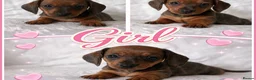 Miniature Dachshund dogs for sale: KC champion bloodline PRA clear minature dachshund - Advert 18