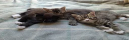 Mixed Breed cats for sale: Beautiful kittens looking for their forever homes  - Advert 9