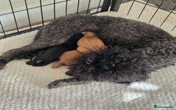 Cavapoo dogs for sale: Cavapoo Puppies Boys - Image 6