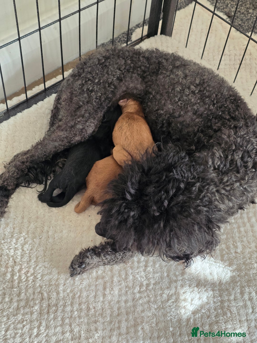 Cavapoo dogs for sale: Cavapoo Puppies Boys - Image 6