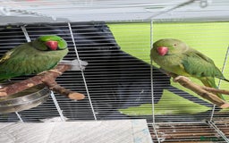Ringnecks birds for sale: Breeding pair of Indian rinkneck needs a new home - Image 2