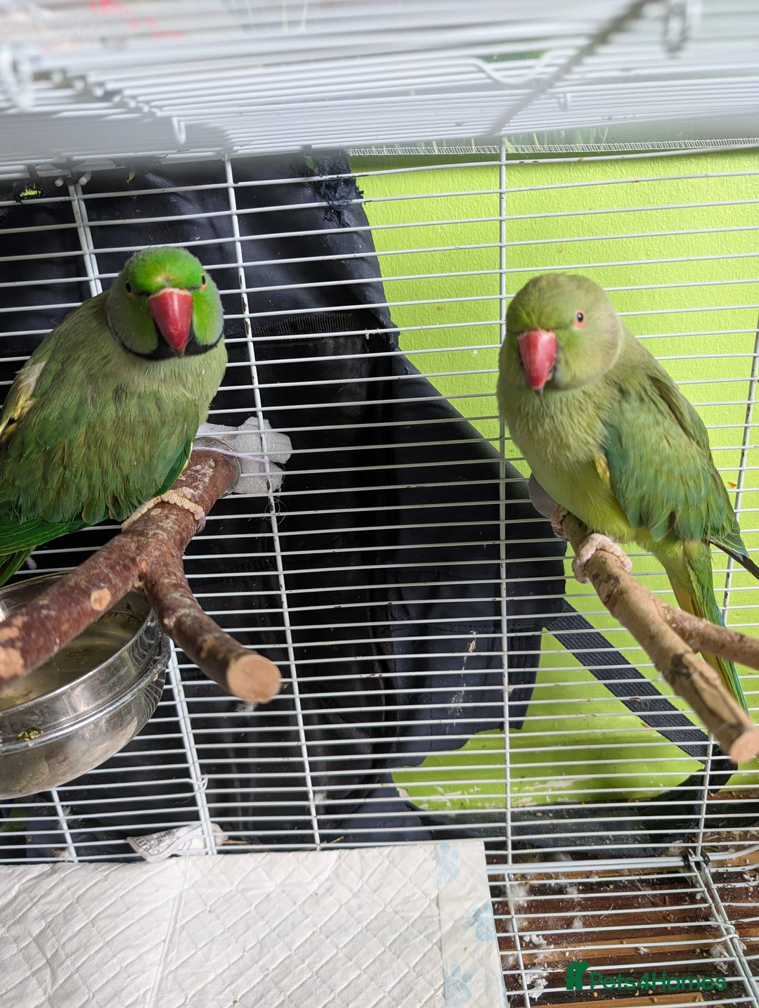 Ringnecks birds for sale: Breeding pair of Indian rinkneck needs a new home - Image 2