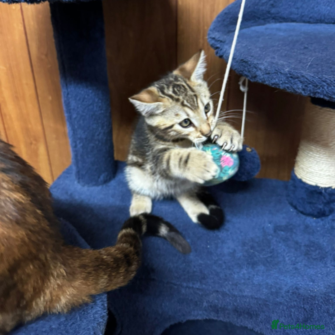 Bengal cats for sale: ​​Bengal Mix - Boy Kitten. Ready 2 Go! - Image 6