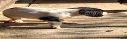 English Springer Spaniel dogs for sale: English Springer Spaniel puppies  - Advert 9