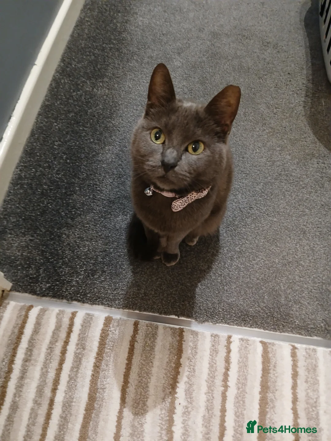 British Shorthair cats for sale: Blue Shorthair Female (Grey) in Basildon - Advert 2