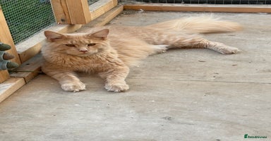 Maine Coon cats - Advert 8