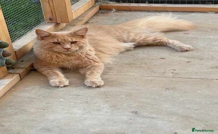 Maine Coon cats - Advert 4