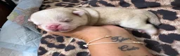 Pug dogs for sale: 9 pedigree pug puppies  in Camborne - Advert 13