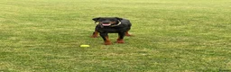 Dobermann dogs for sale: 5 year Old Male - Advert 11