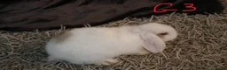Mini Lop rabbits for sale: Mini Lop babies - Advert 17