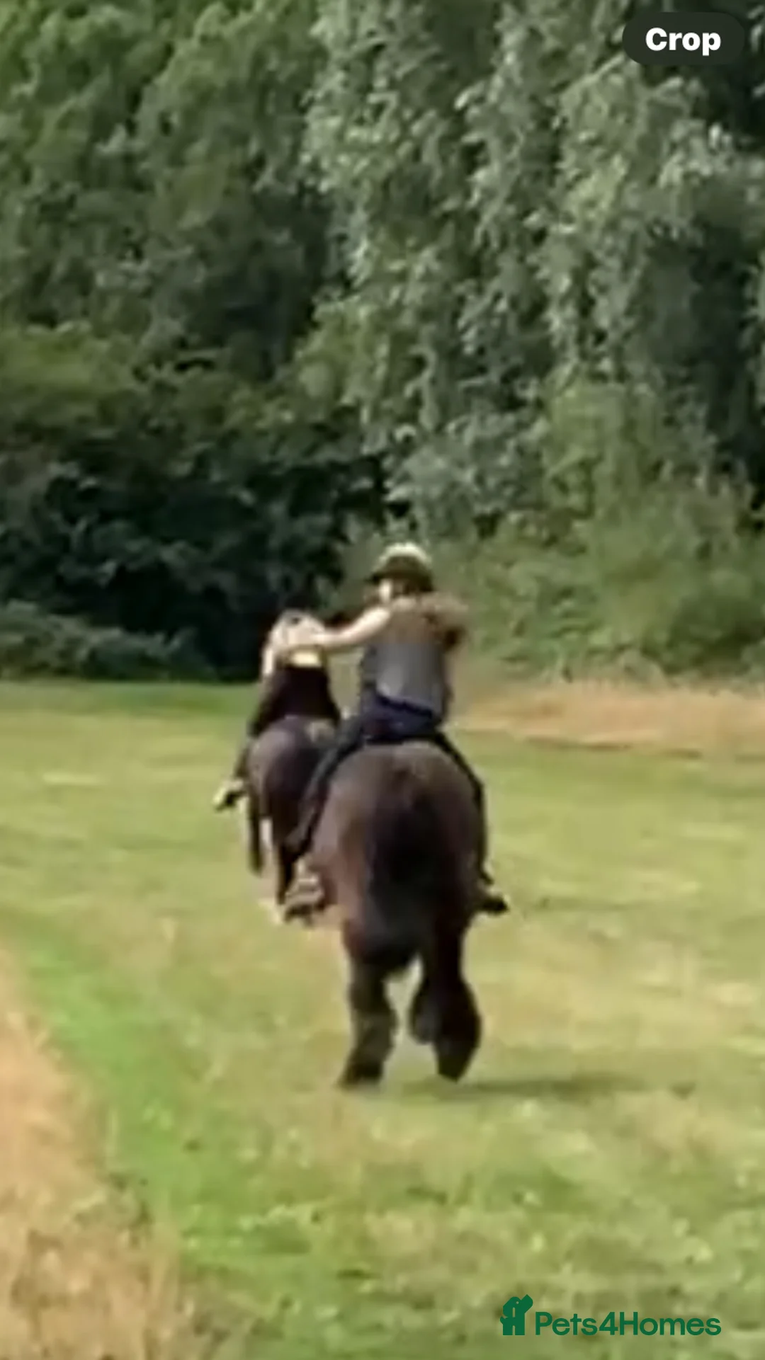 Irish Cob horses for sale: Traditional cob 15’2hh - Advert 5