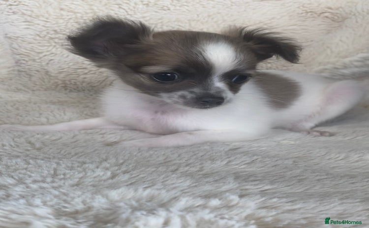 Chihuahua dogs - Advert 11