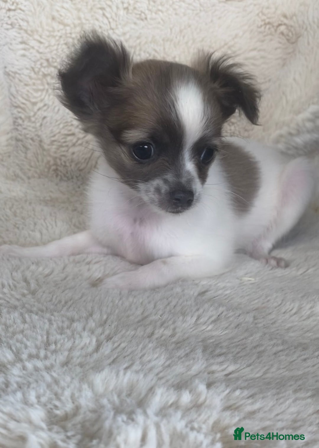 Chihuahua dogs for sale: 2 chihuahua boys left  - Image 1