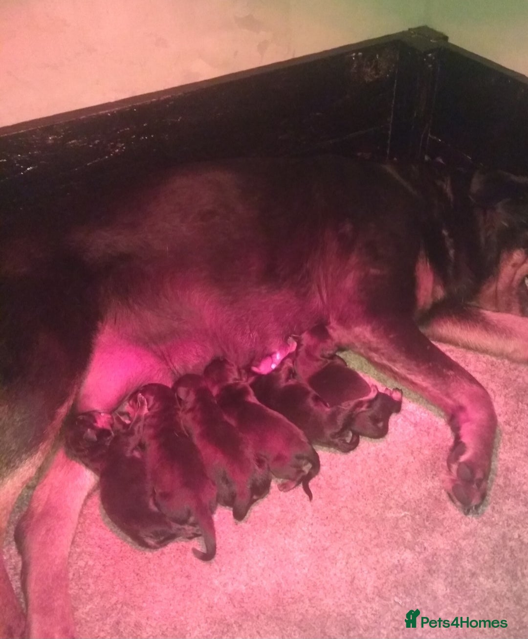 Rottweiler dogs for sale: MASSIVE ROTTWEILER PUPPIES  - Advert 23