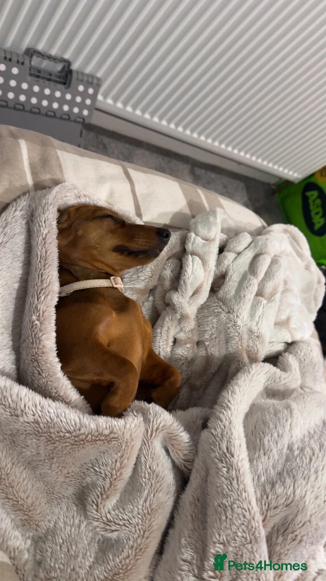 Miniature Dachshund dogs for sale: Minnie the miniature dachshund  - Advert 7