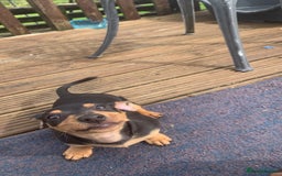 Mixed Breed dogs for sale: miniature pincher / mini jack  - Image 25