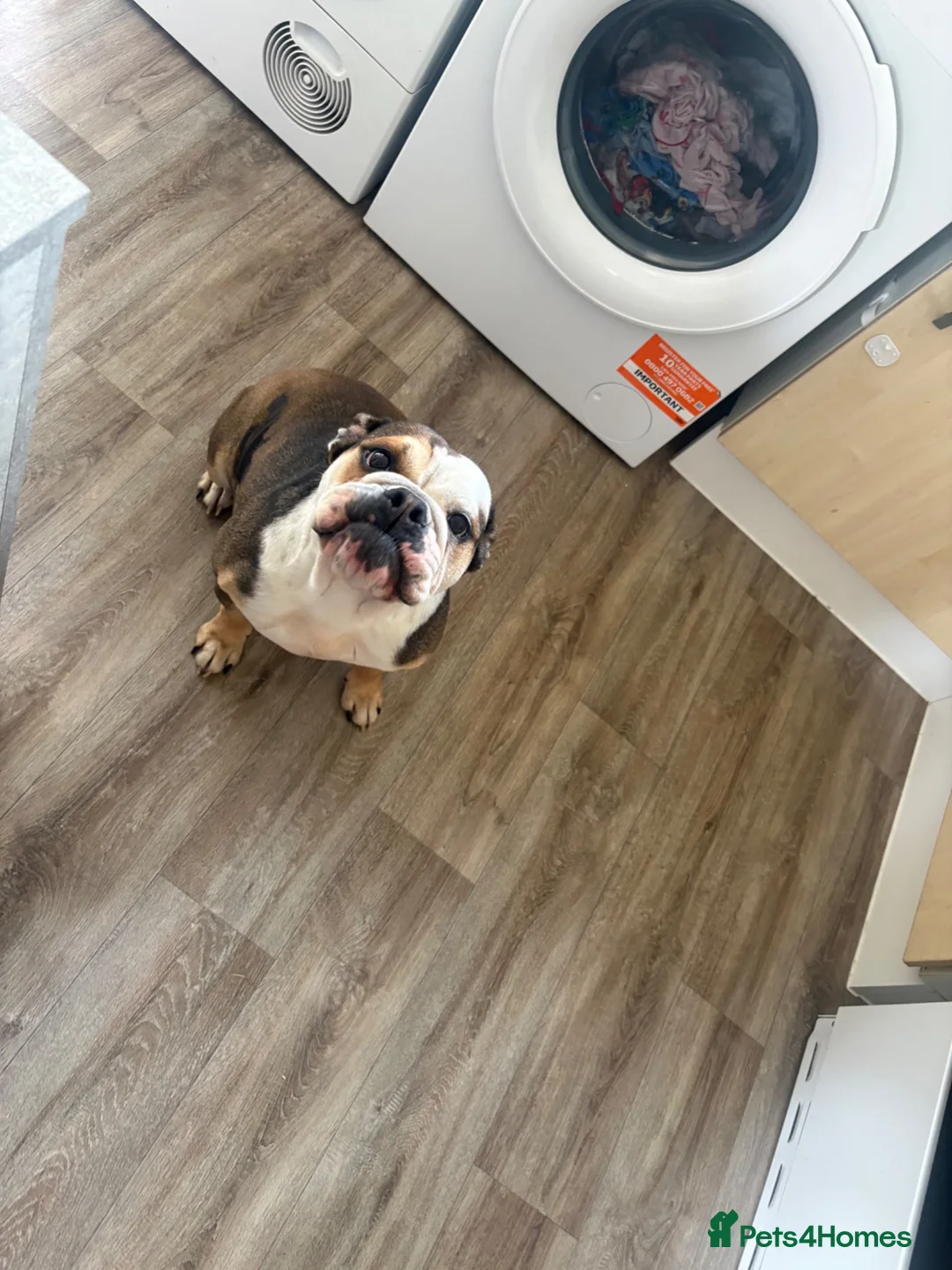 English Bulldog dogs for sale: Bulldog  in Doncaster - Advert 3