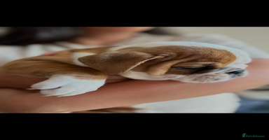 English Bulldog dogs - Advert 4