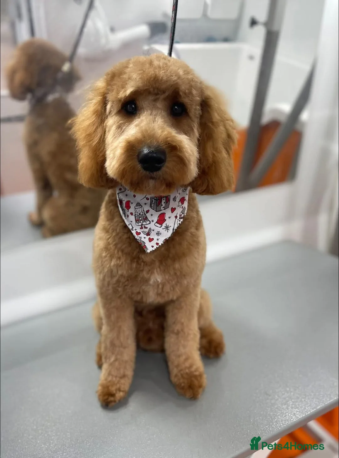 Cavapoo dogs for sale: Male cavapoo puppy - Advert 1