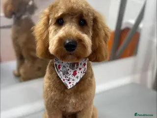 Cavapoo dogs Male cavapoo puppy - Advert 2