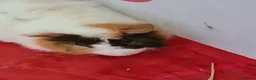 Guinea Pig rodents for sale: GUINEA PIG BOAR WITH CAGE  - Advert 1