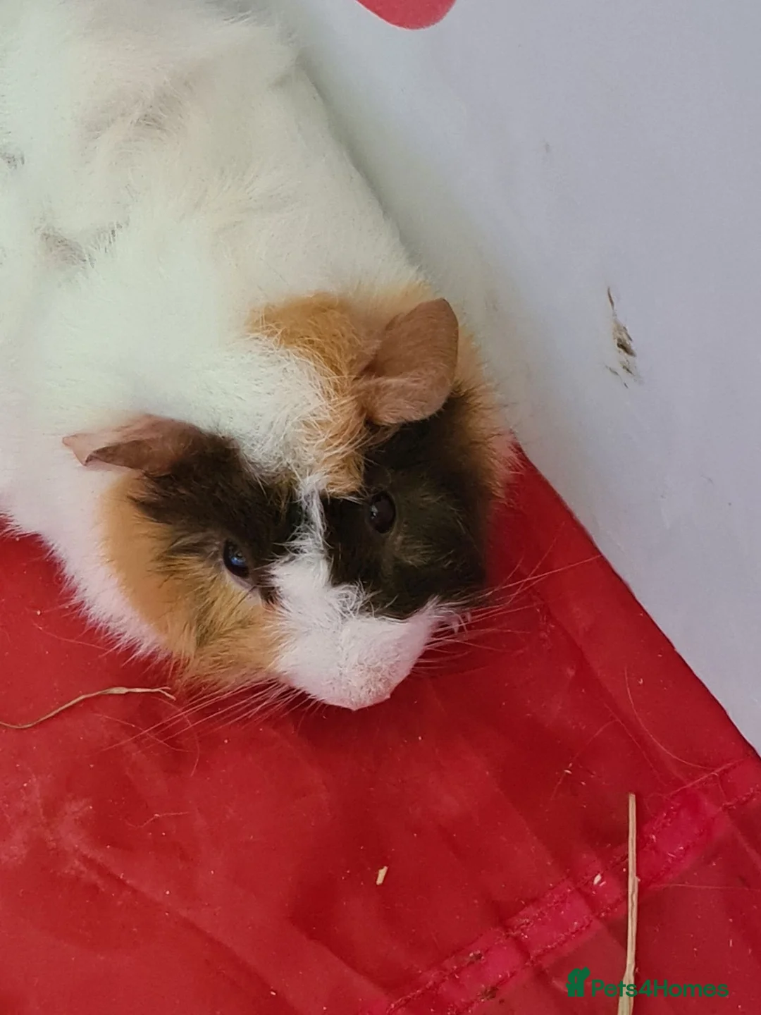 Guinea Pig rodents for sale: GUINEA PIG BOAR WITH CAGE  - Advert 1