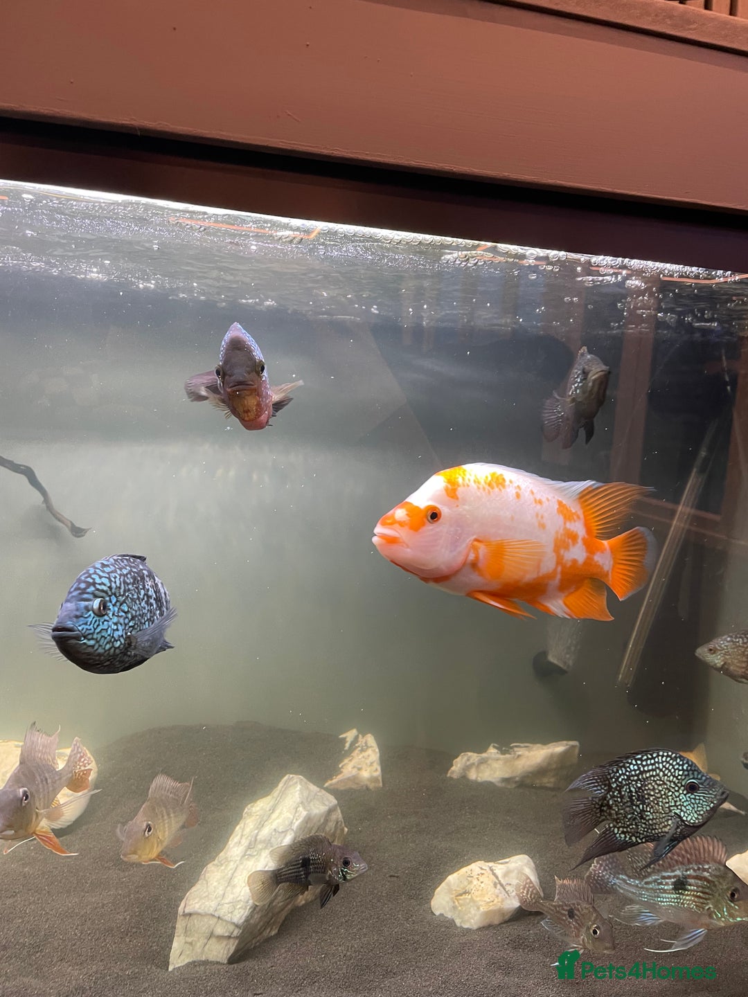 Cichlids fish for sale: All chiclids for sale moving house  - Advert 2