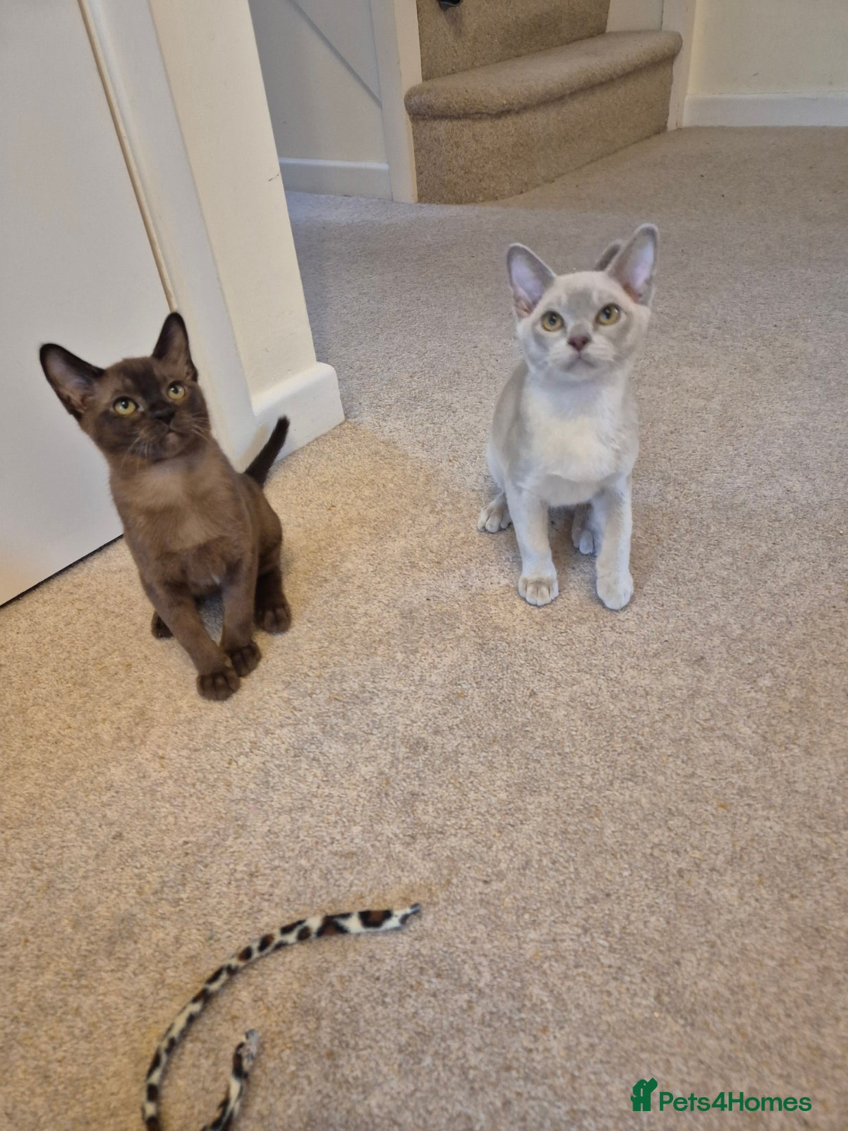 Burmese cats for sale: Pedigree Burmese Kittens Available - Advert 4