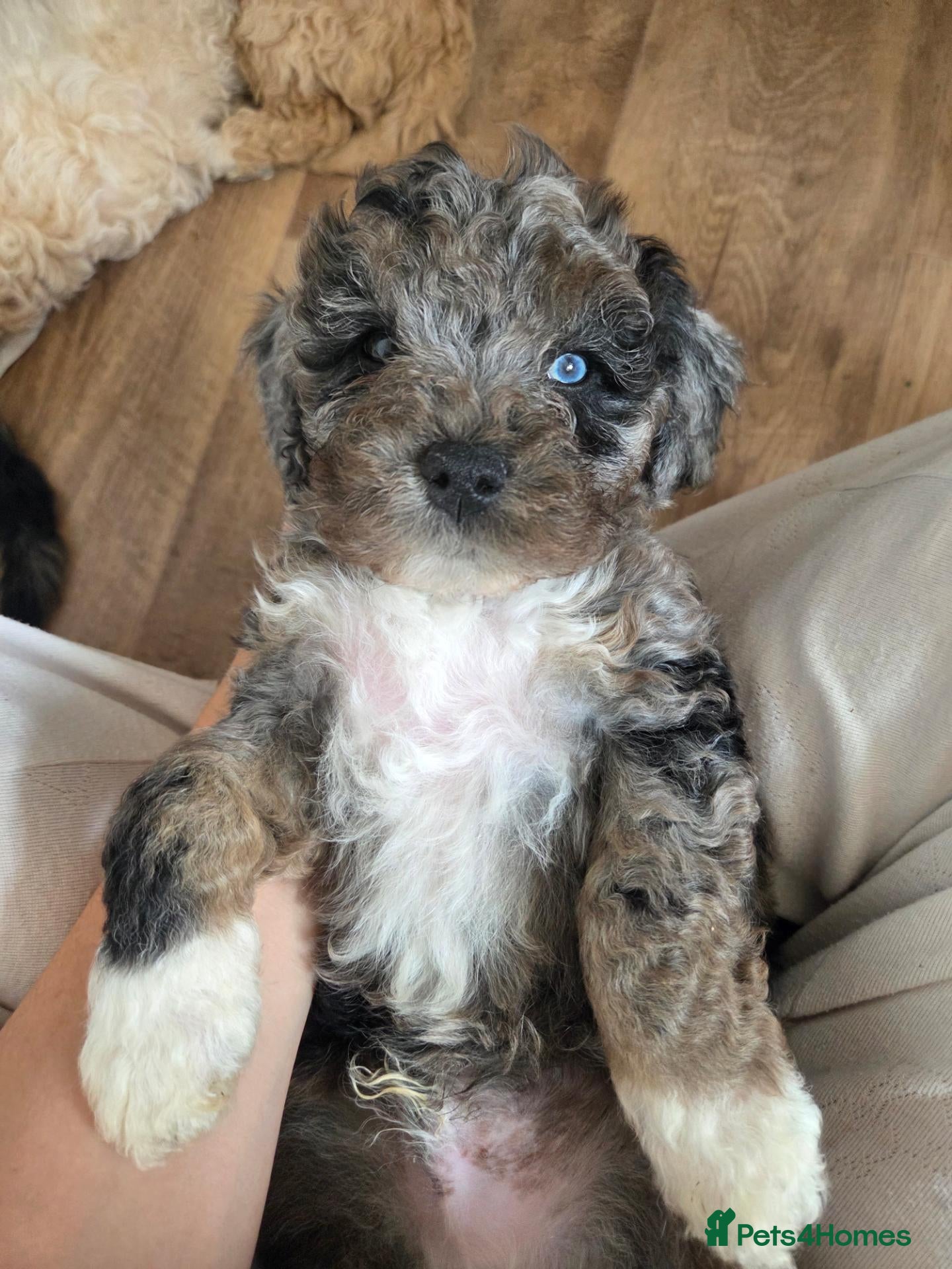 Mixed Breed dogs Beautiful cavachon x cockapoo puppies for sale - Advert 16