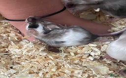 Mouse rodents for sale: Beautiful fancy mice ready now - Image 11