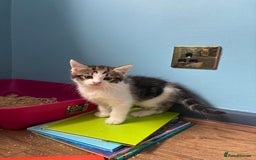 Domestic Shorthair cats for sale: Cute Kittens - Image 12