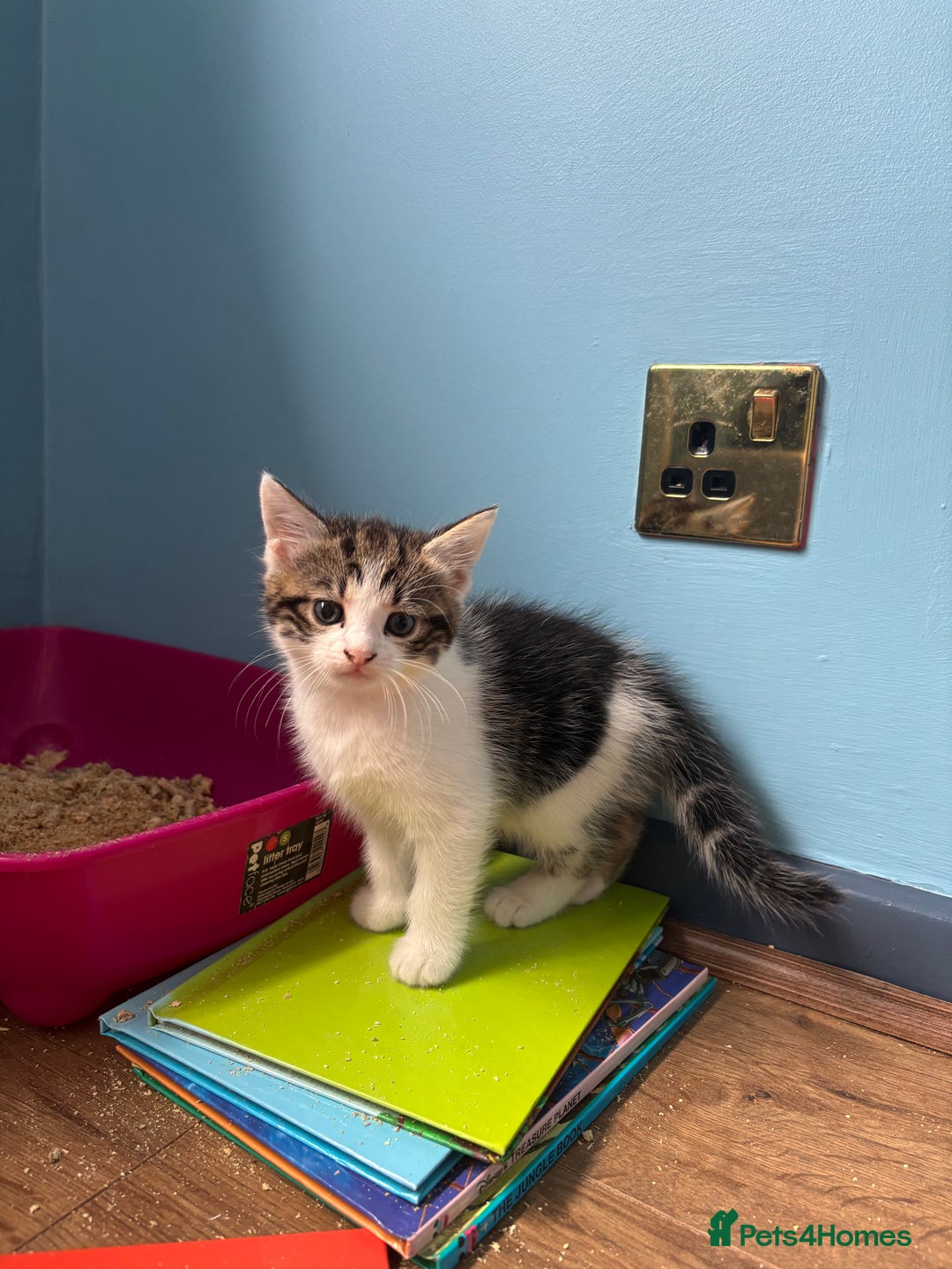 Domestic Shorthair cats for sale: Cute Kittens - Image 12