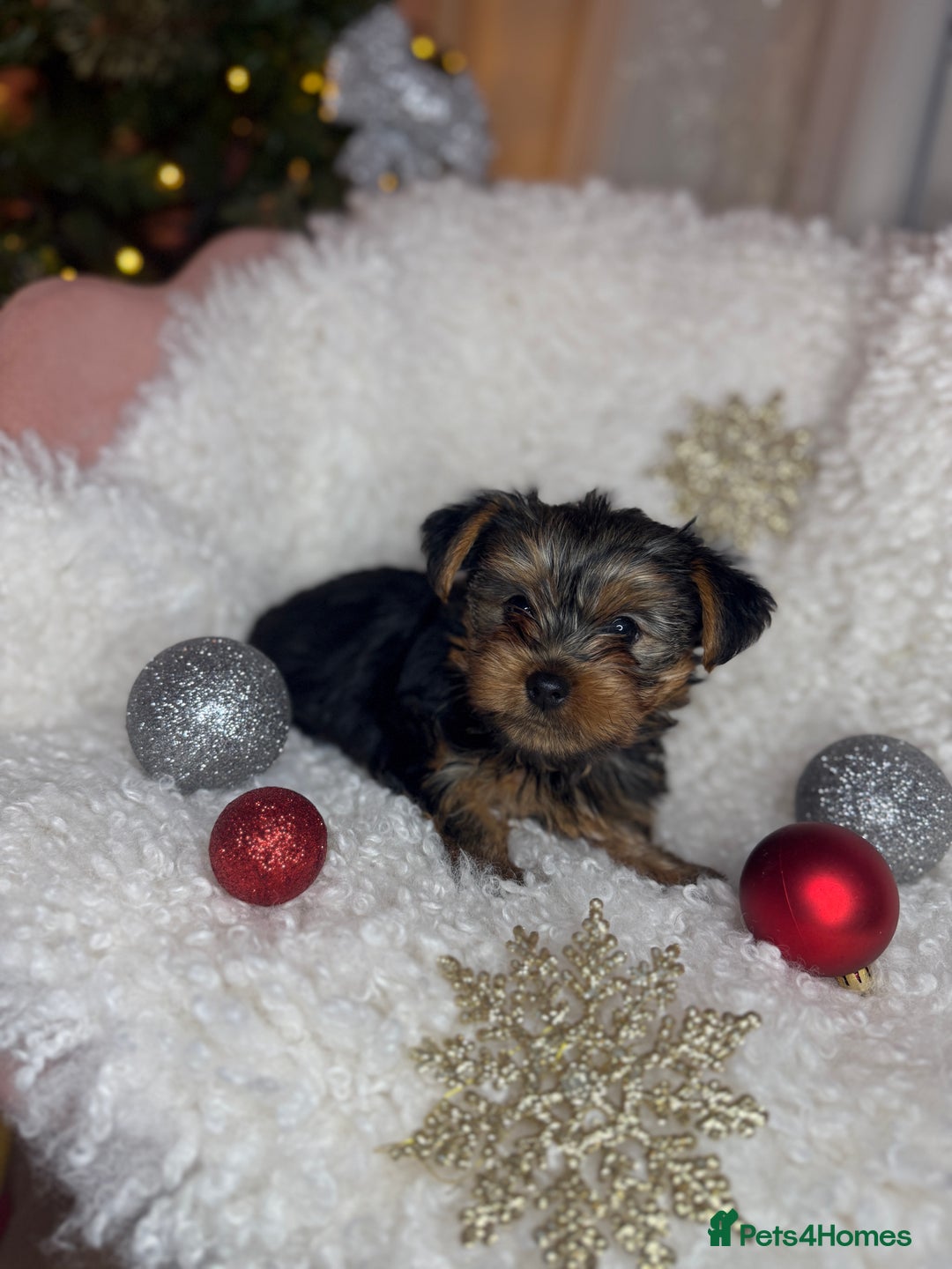 Yorkshire Terrier dogs for sale: Yorkshire puppy - Advert 1