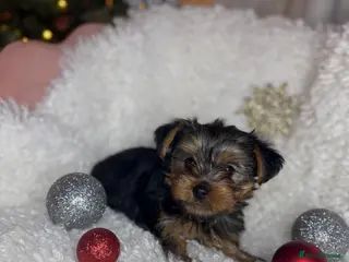 Yorkshire Terrier dogs Yorkshire puppy - Advert 8