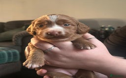 Cocker Spaniel dogs for sale: Cocker spaniel puppies  - Advert 11