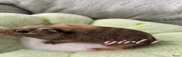 Guinea Pig rodents for sale: Adorable baby guinea pigs for sale! - Advert 6