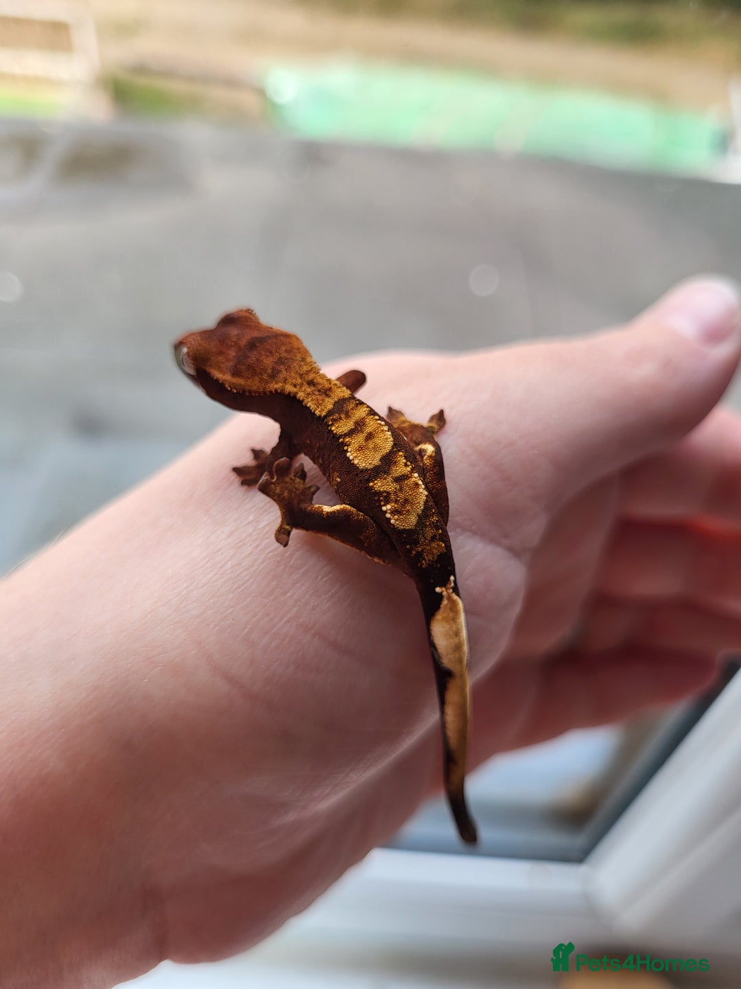Gecko reptiles for sale: Unsexed Baby Crested Geckos - Advert 1