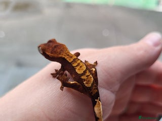 Gecko reptiles Unsexed Baby Crested Geckos - Advert 2