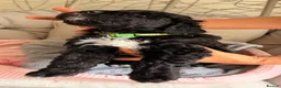 Mixed Breed dogs for sale: Beautiful Bernedoodle Puppies – 3 Girls & 3 Boys - Advert 22