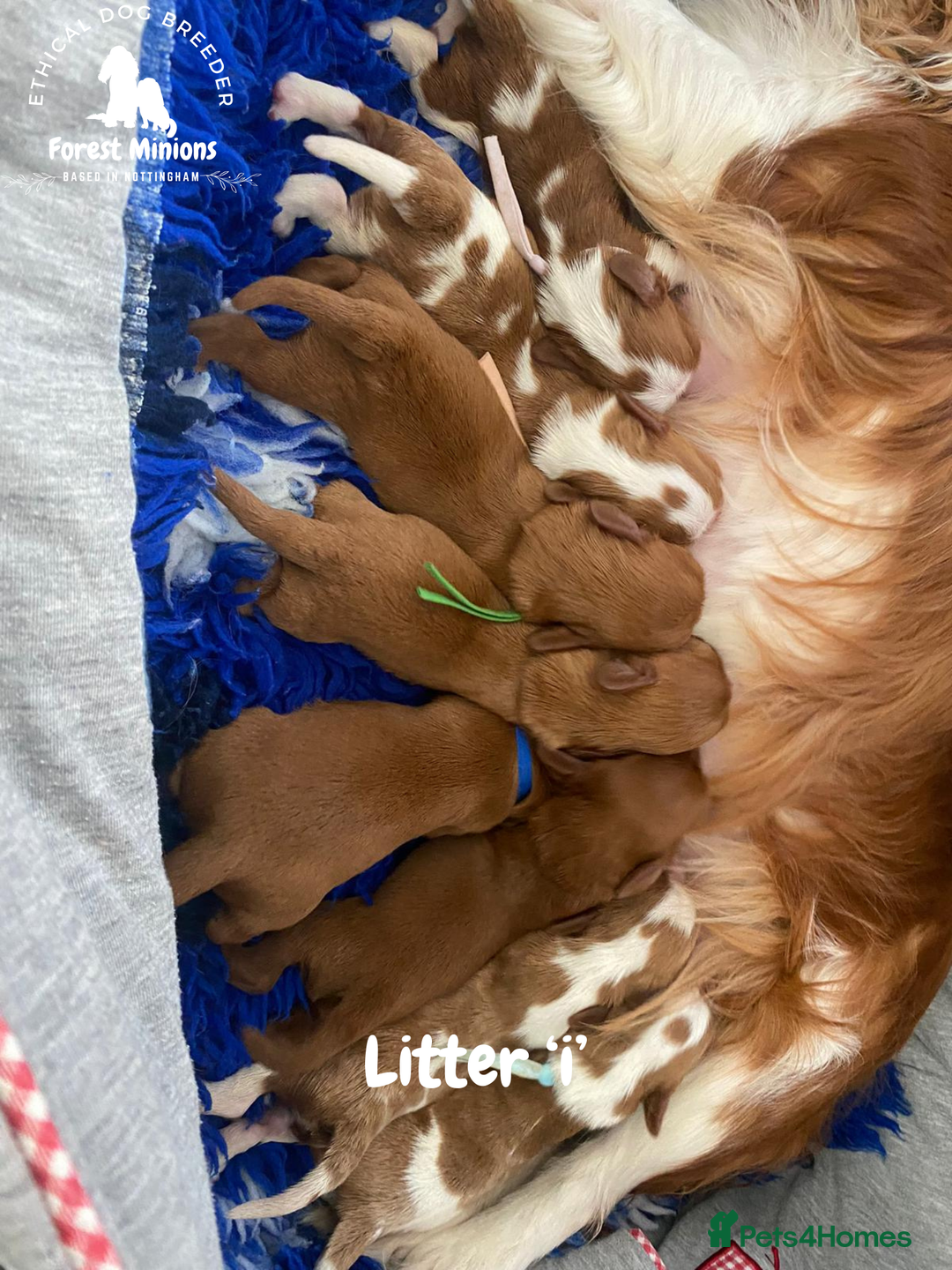 Cavalier King Charles Spaniel dogs for sale: Excessively tested Cavalier King Charles Spaniels - Image 25