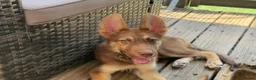 Shepsky dogs for sale: Shepsky stunners  - Advert 10