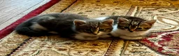 American Shorthair cats for sale: 3 Little Tabbies Looking for Their Forever Homes! - Advert 19