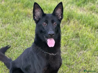 German Shepherd dogs Puppy’s for sale - Advert 10