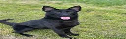 German Shepherd dogs for sale: Puppy’s for sale - Advert 1