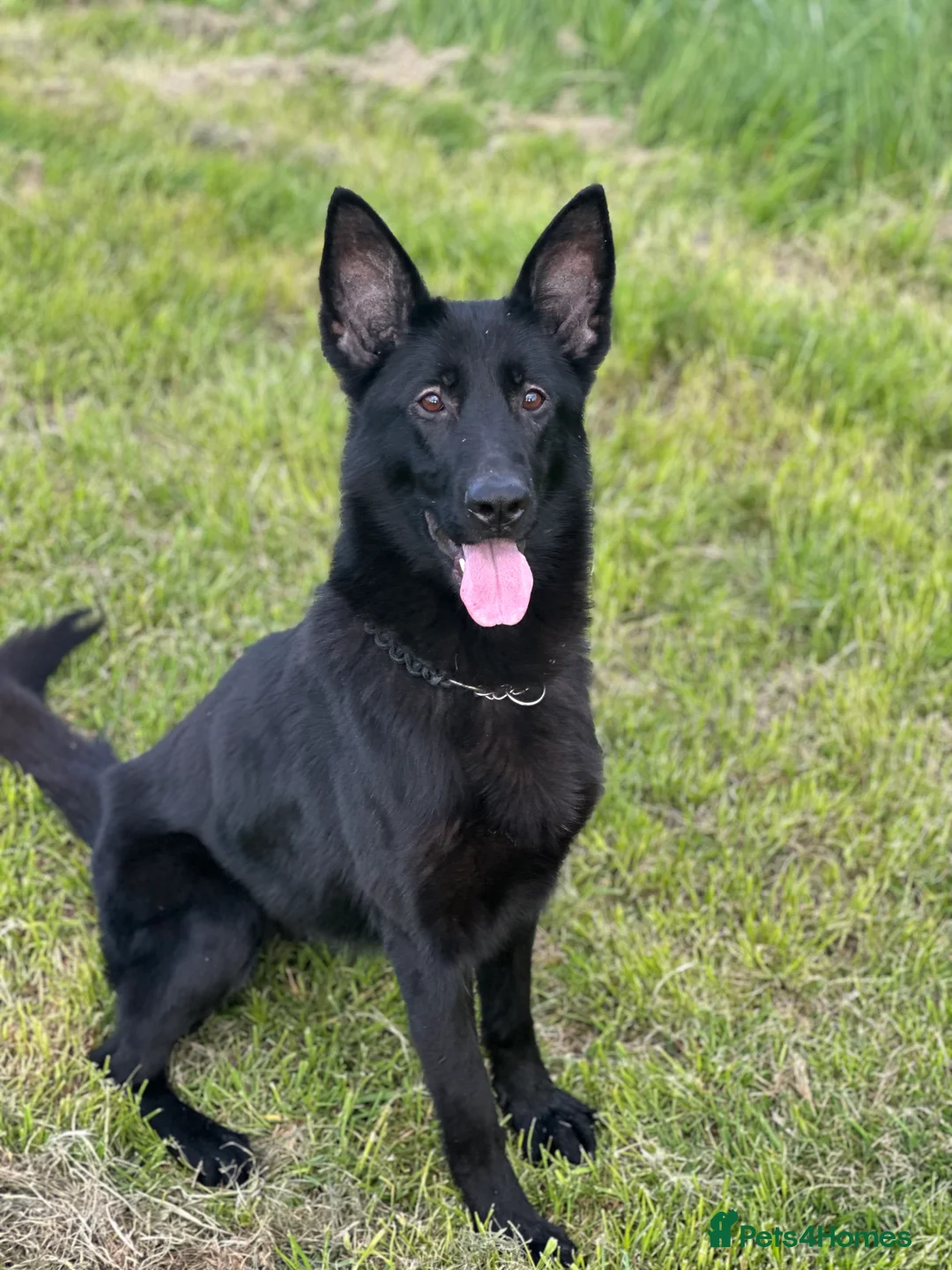 German Shepherd dogs for sale: Puppy’s for sale - Advert 1
