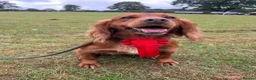 Cocker Spaniel dogs for stud: Red working cocker spaniel available for stud - Advert 1