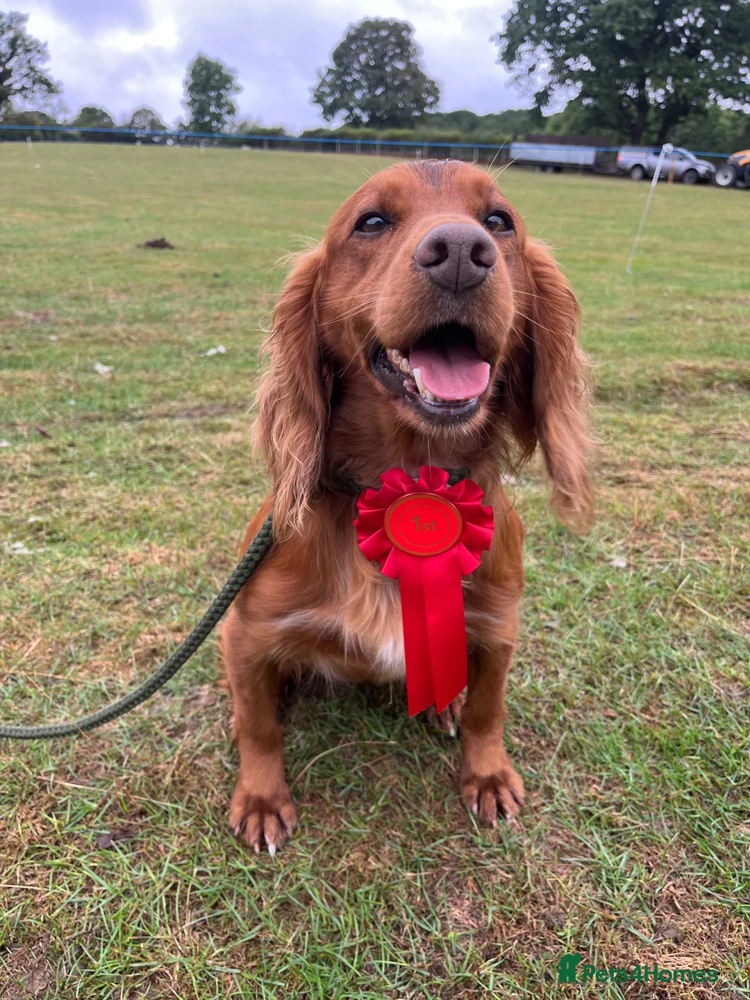 Cocker Spaniel dogs for stud: Red working cocker spaniel available for stud - Advert 1